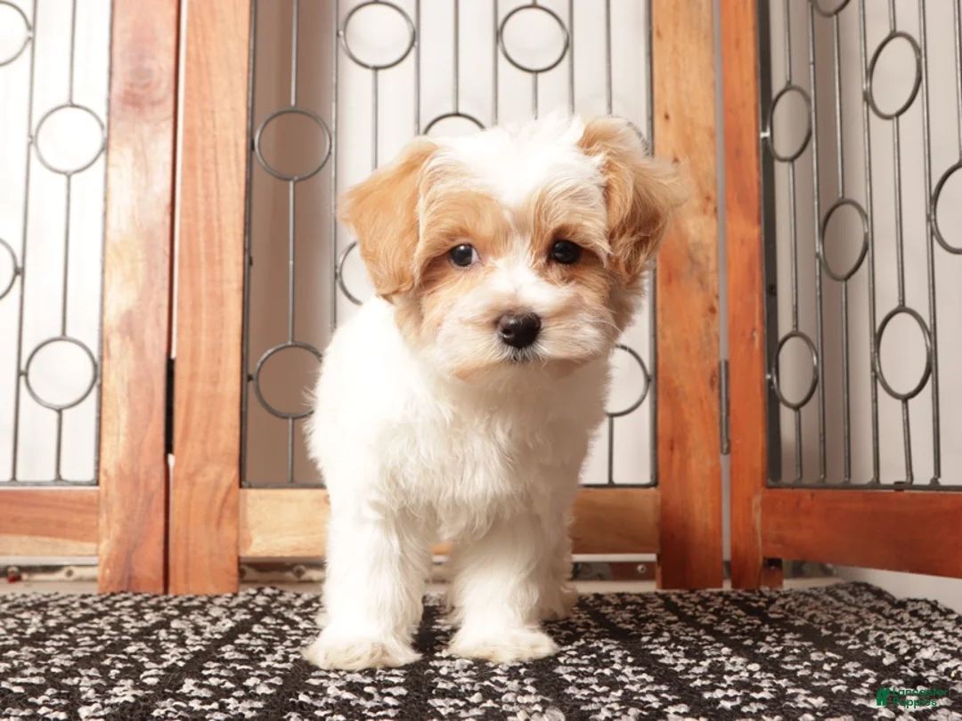 Maltipoo dogs for sale: Pippa Female Maltipoo - Ad 4