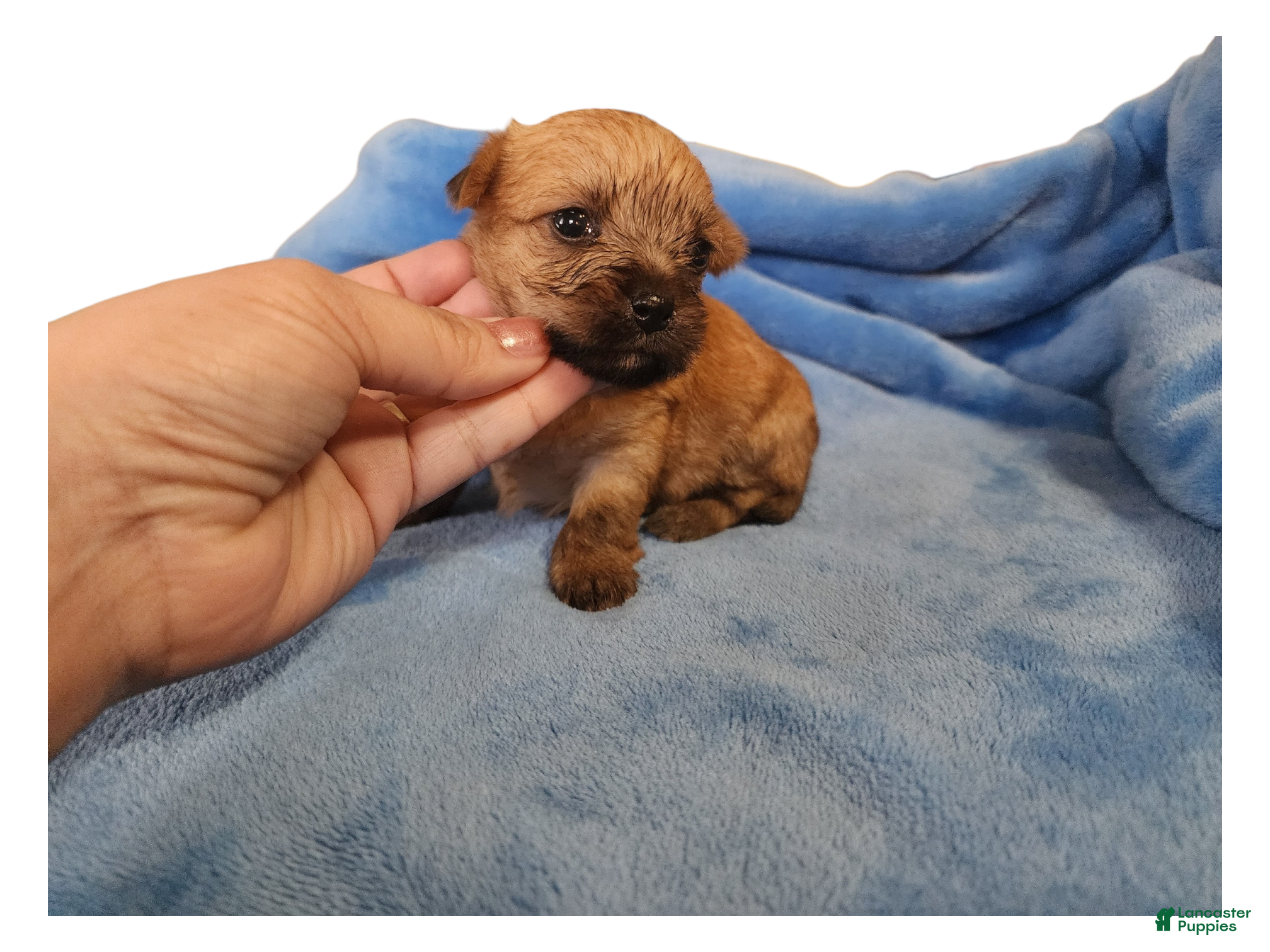 Mixed Breed dogs Mahogany - Ad 3