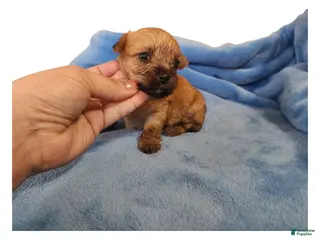 Mixed Breed dogs Mahogany - Ad 3