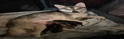 Alaskan Klee Kai dogs for sale: Alaskan Klee Kai 6 - Ad 3