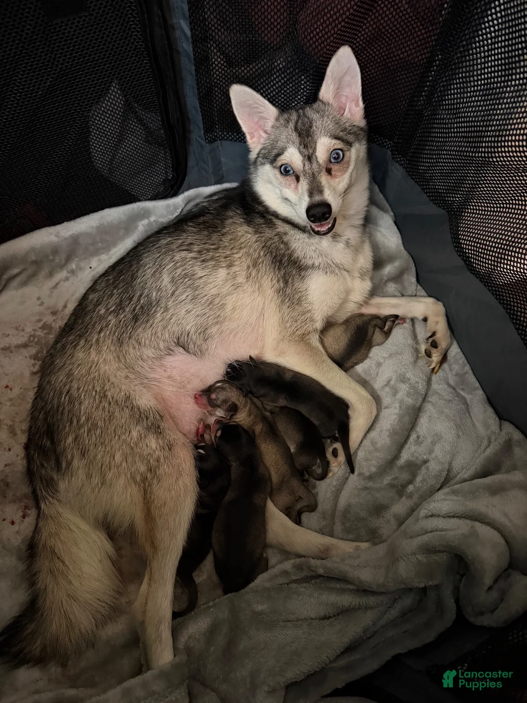 Alaskan Klee Kai dogs for sale: Alaskan Klee Kai 2 - Ad 2