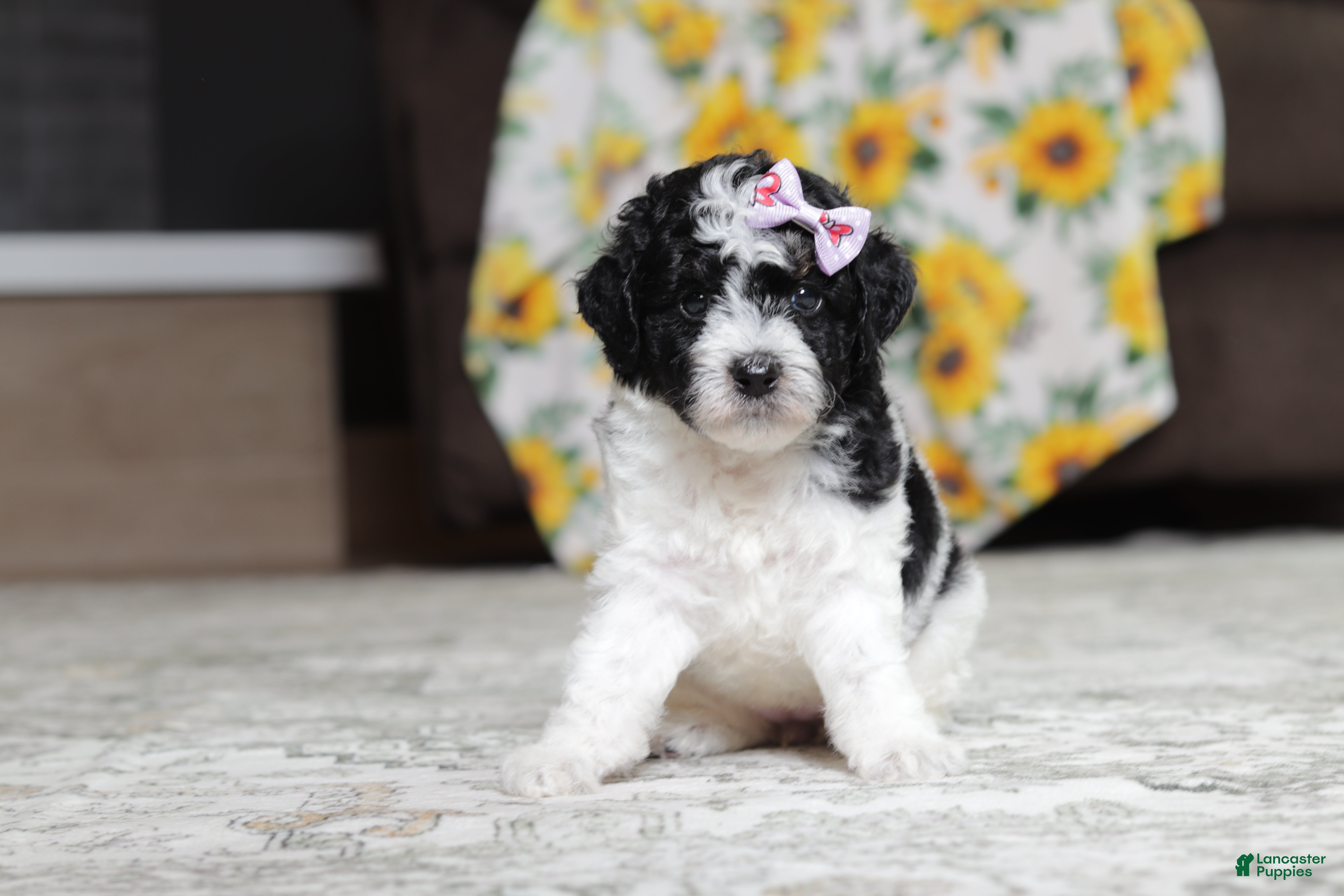 Miniature Poodle dogs Millie - Ad 1