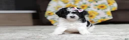 Miniature Poodle dogs for sale: Millie - Ad 1