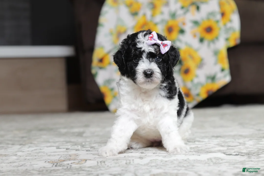 Miniature Poodle dogs for sale: Millie - Ad 1