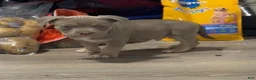 American Bully dogs for sale: American Bully 1 - Ad 2