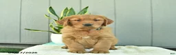 Golden Retriever dogs for sale: Butterscotch - Ad 5