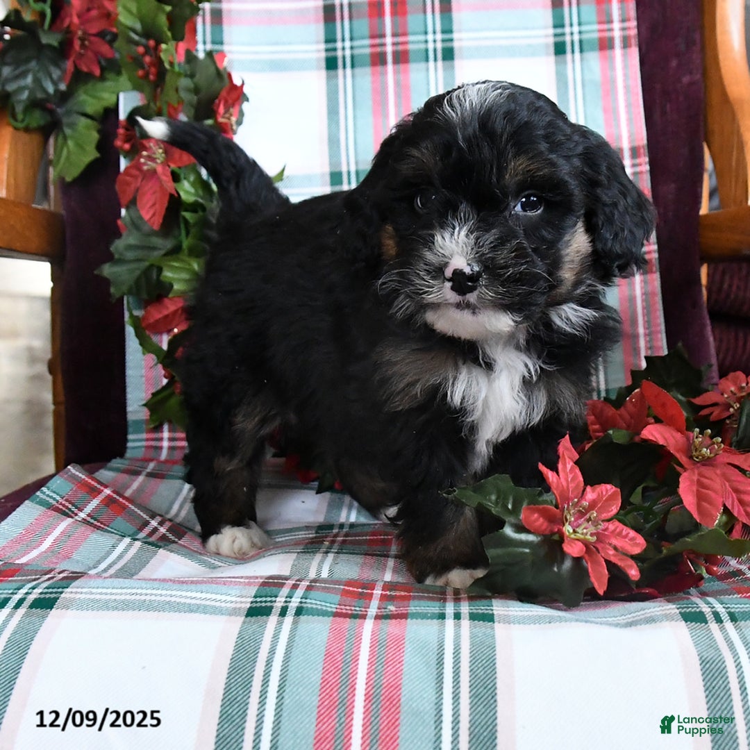Bernedoodle dogs for sale: Charlotte - Ad 2