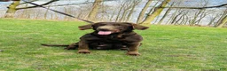 Labrador Retriever dogs for sale: Skye  - Ad 7