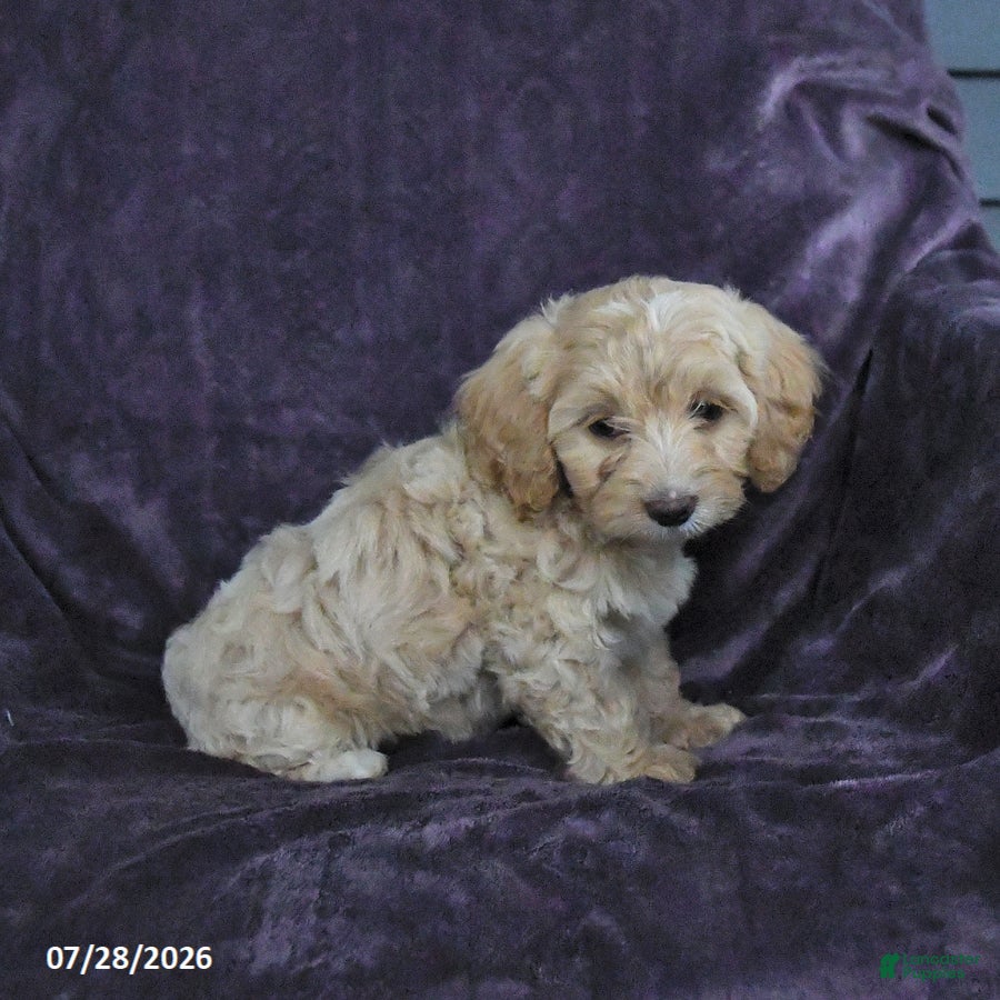 Cockapoo dogs Ruby - Ad 2