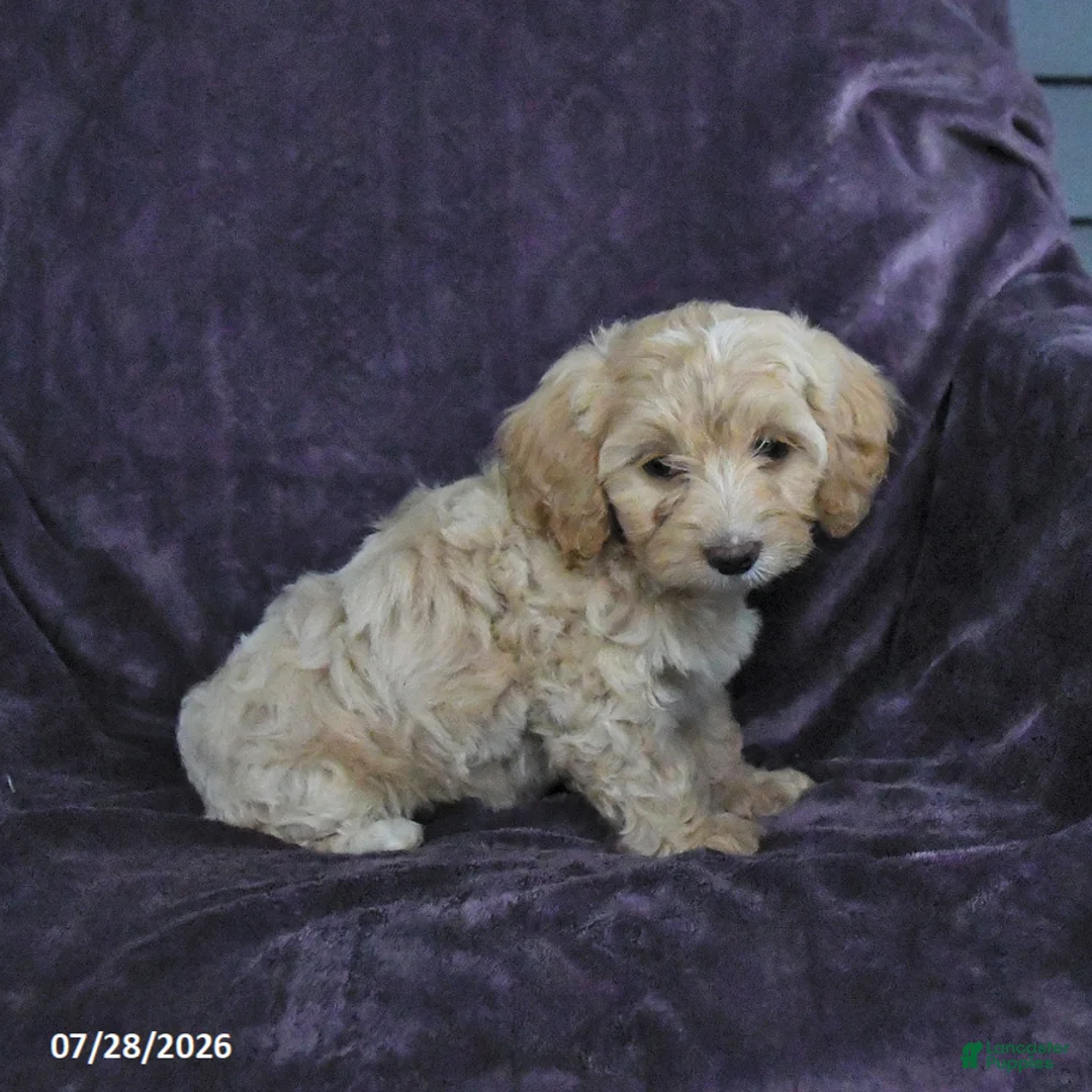 Cockapoo dogs for sale: Ruby - Ad 2