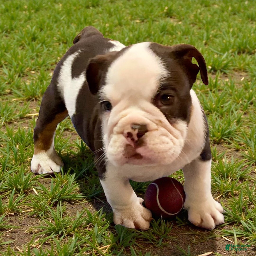 English Bulldog dogs for sale: Ash - Ad 2