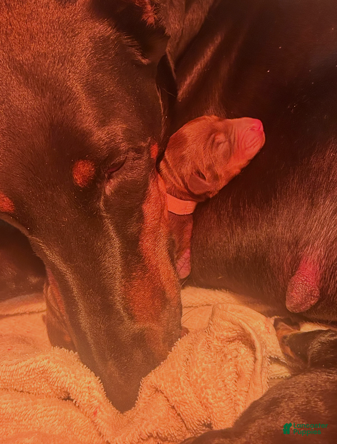 Doberman Pinscher dogs for sale: Doberman Pinscher Puppy 1 - Ad 1