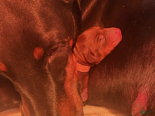 Doberman Pinscher dogs Doberman Pinscher Puppy 1 - Ad 26