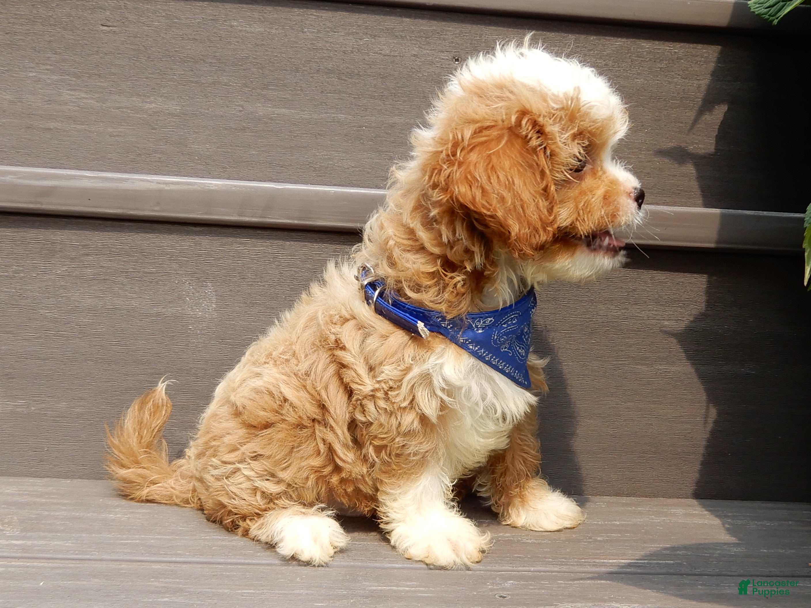 Cavapoo dogs Scout - Ad 2