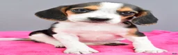 Beagle dogs for sale: Dixie - Ad 6