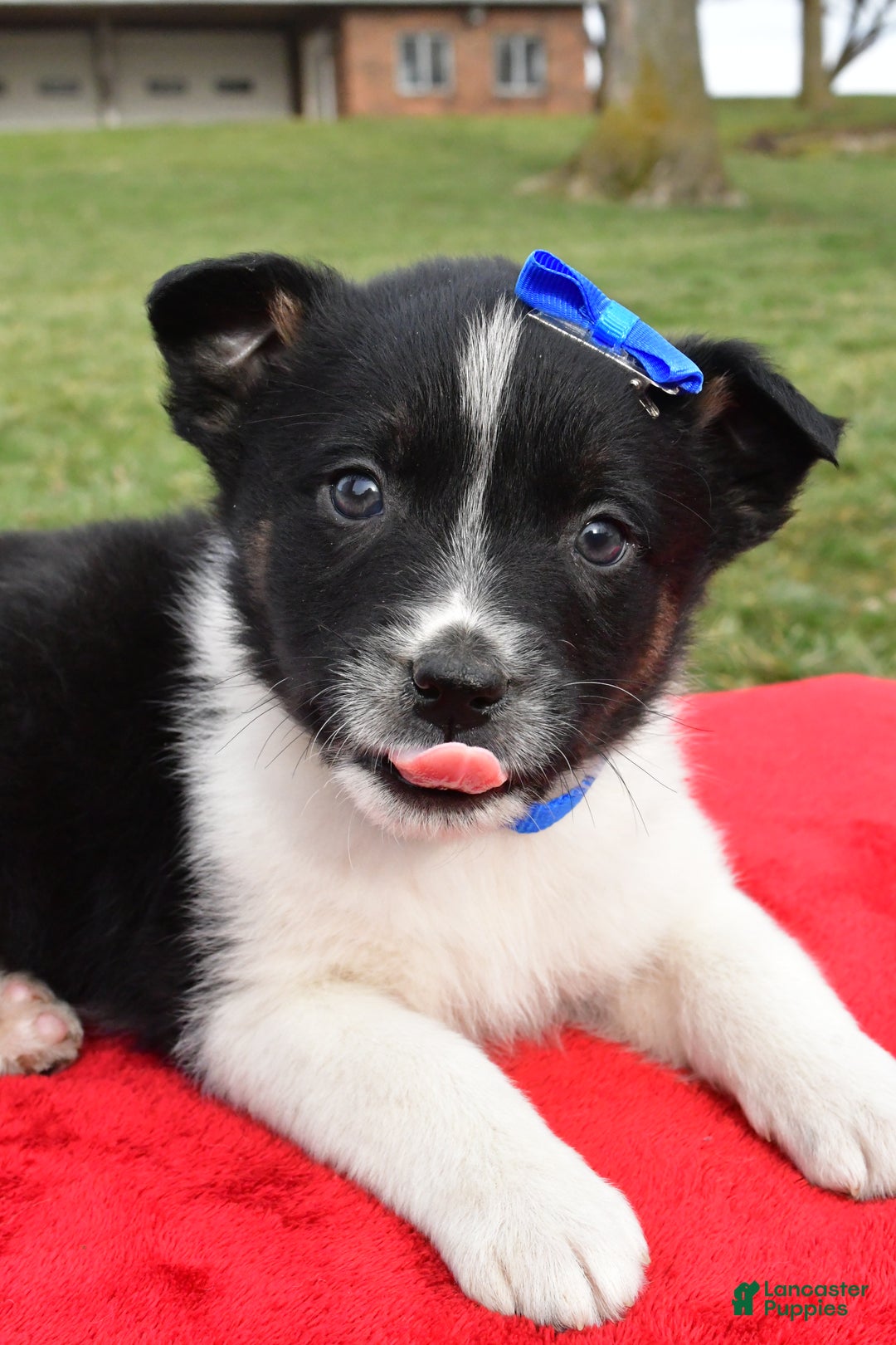 Mixed Breed dogs for sale: Mason - Ad 3