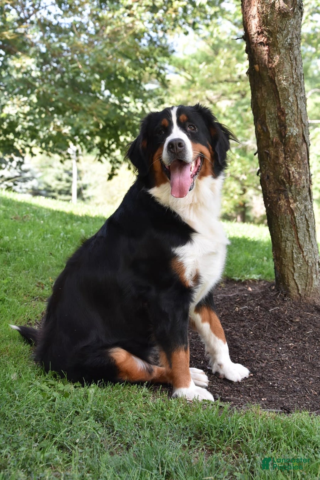 Gallery Image {{count}}