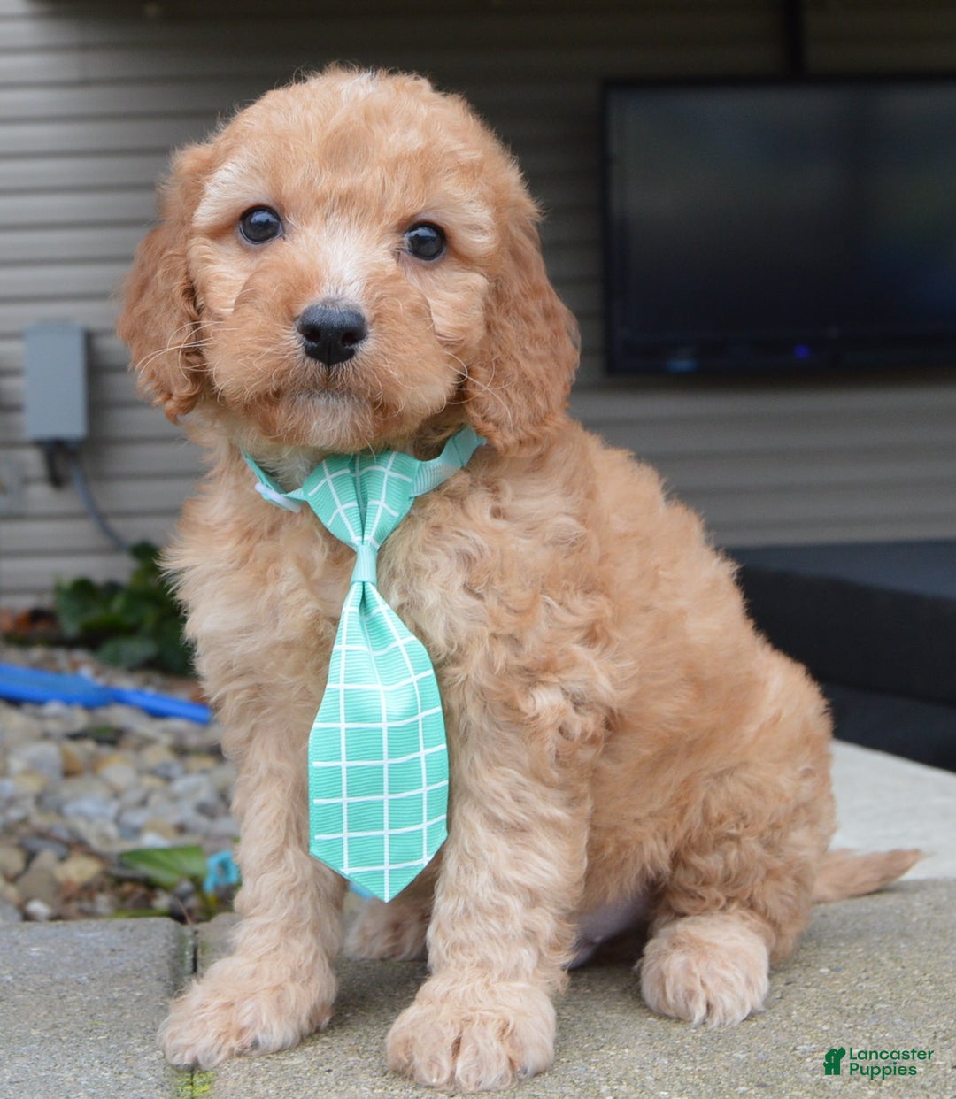 Irish Doodle dogs for sale: Mini Izzy - Ad 3