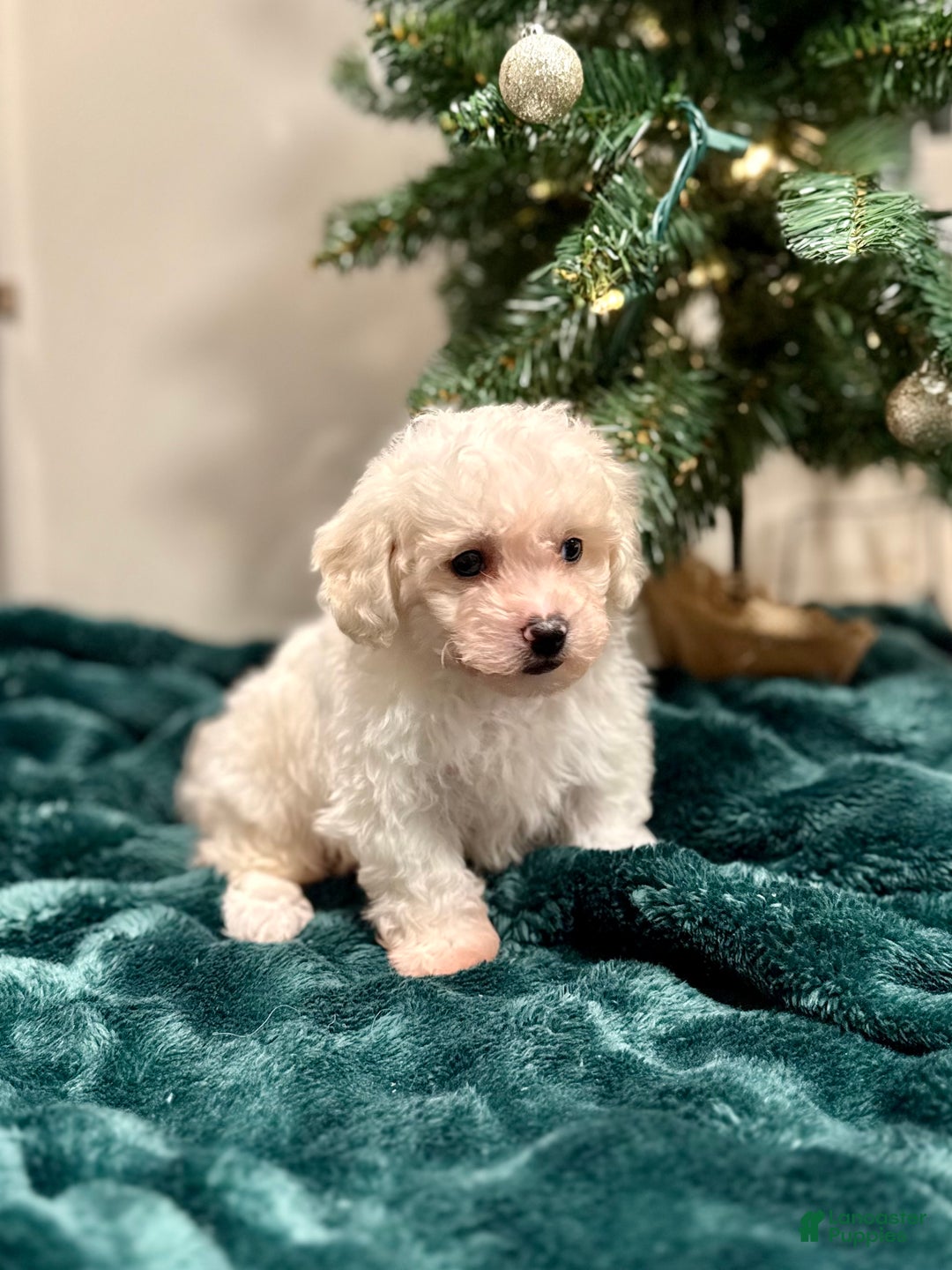 Bichon Frise dogs for sale: Cohen ACA - Ad 5