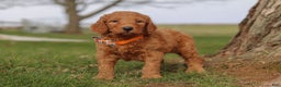 Goldendoodle dogs for sale: Fruitcake - Ad 1