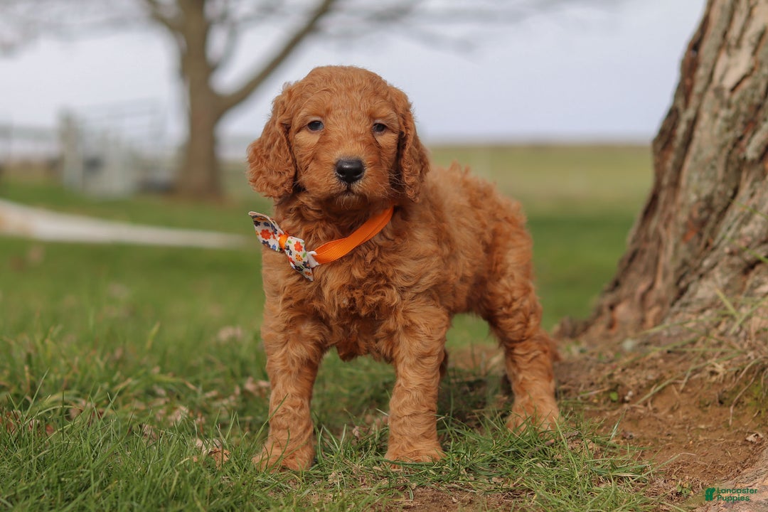 Goldendoodle dogs for sale: Fruitcake - Ad 1