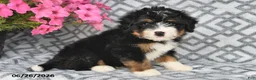 Mini Bernedoodle dogs for sale: Tony - Ad 9