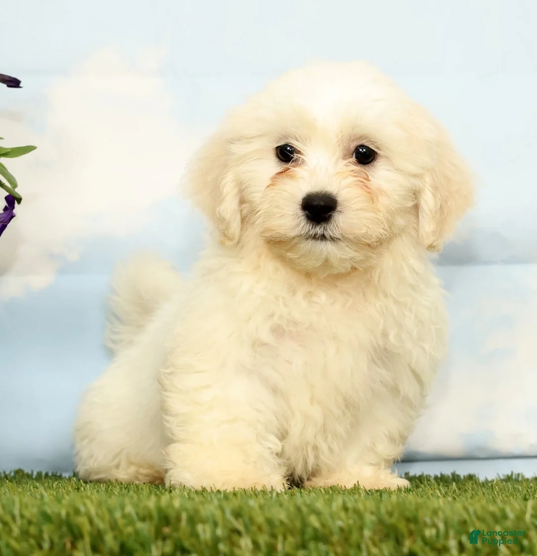 Teddy Bear dogs for sale: Kobe - Ad 1