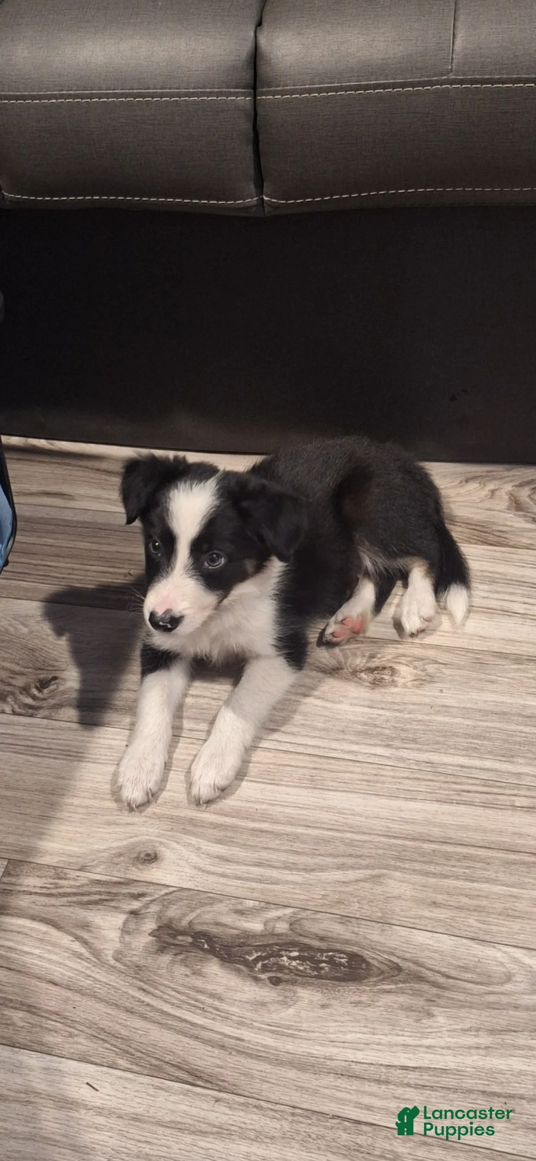 Border Collie dogs for sale: Nemo - Ad 3