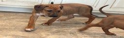 Rhodesian Ridgeback dogs for sale: SOLD Mae AKC RHODESIAN RIDGEBACK - Ad 8