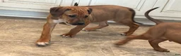 Rhodesian Ridgeback dogs for sale: SOLD “JOJO" AKC RHODESIAN RIDGEBACK - Ad 17