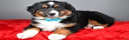 Miniature Australian Shepherd dogs for sale: Harvey - Ad 10