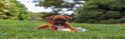 Boxer dogs for sale: Rascal - Ad 19