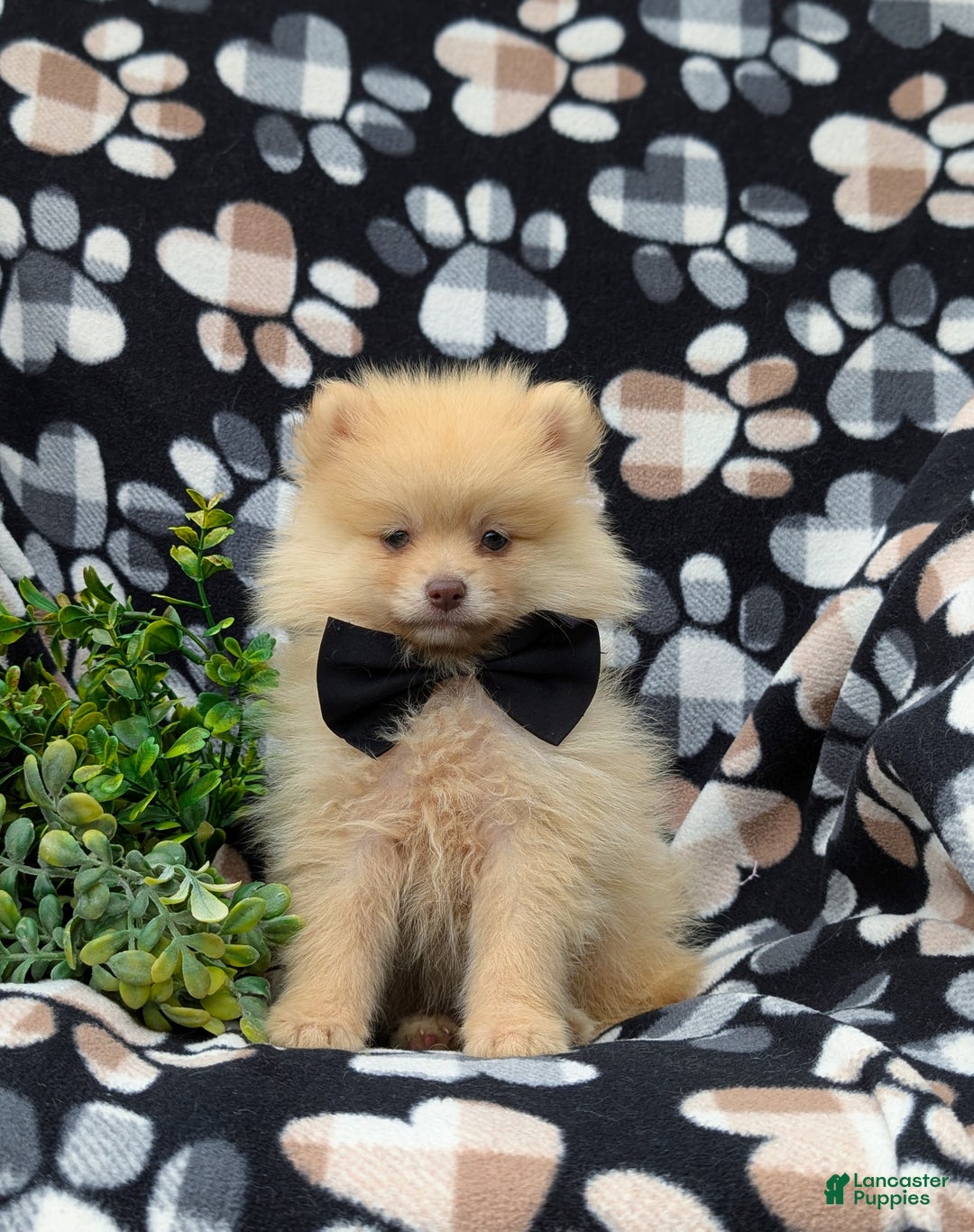 Pomeranian dogs for sale: Kent Genetic Testing - Ad 15