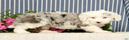 Mini Bernedoodle dogs for sale: Jasper - Ad 6