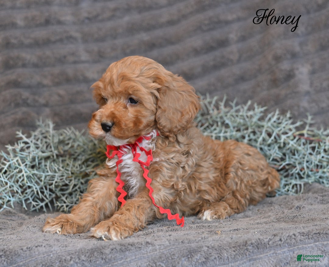 Cockapoo dogs for sale: Honey  - Ad 5
