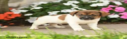 Jack Russell Terrier dogs for sale: Sparkle - Ad 3