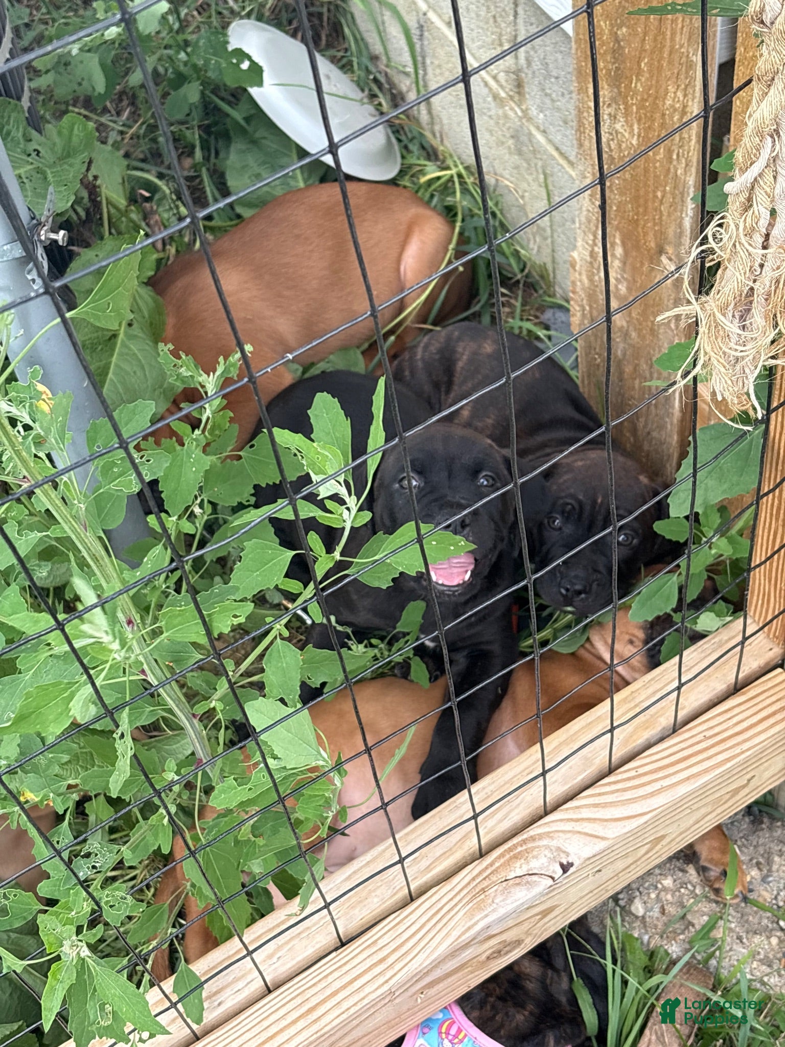 Mixed Breed dogs Mixed Breed 1 - Ad 12