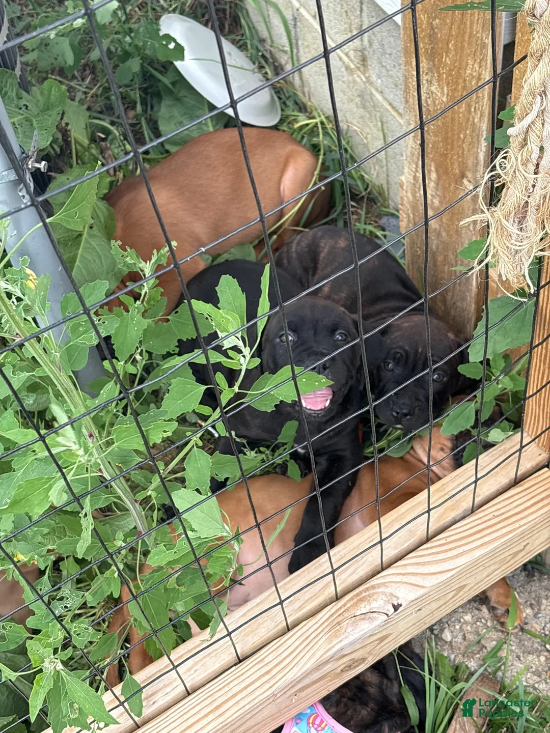 Mixed Breed dogs for sale: Mixed Breed 1 - Ad 1