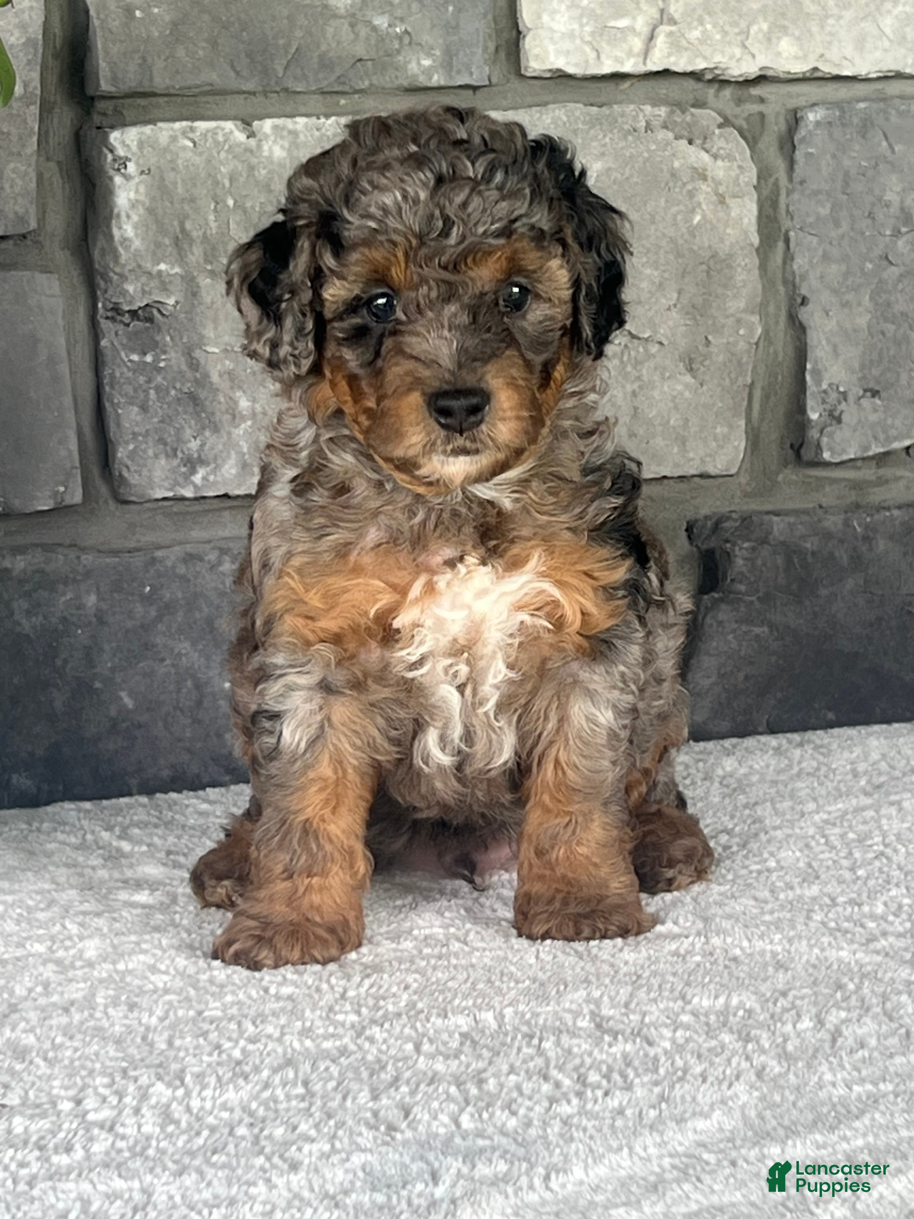 Mini Goldendoodle dogs Bourbon Mini Goldendoodle Puppy  - Ad 2