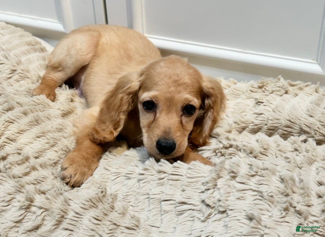 Cockapoo dogs for sale: Cane - Ad 6