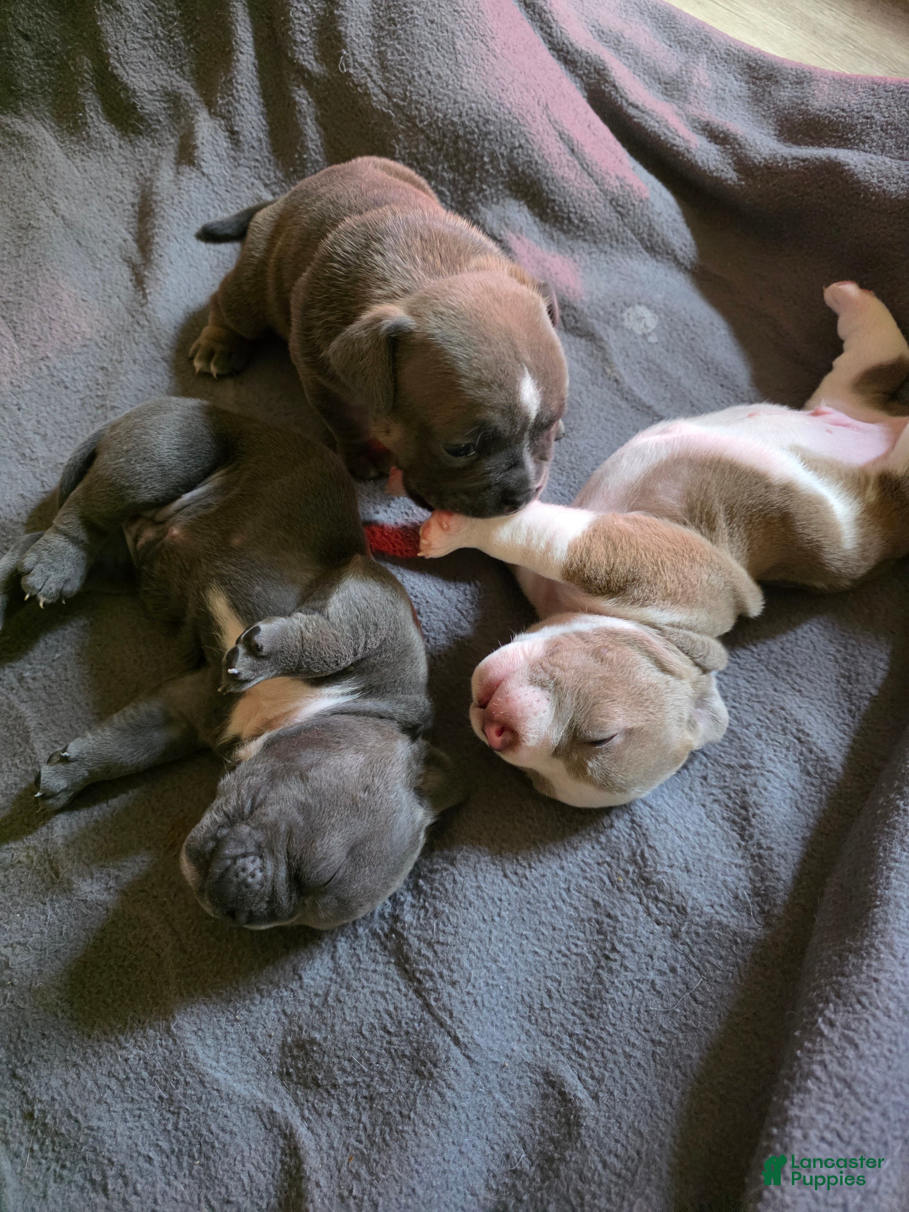 American Bully dogs American Bully 2 - Ad 6