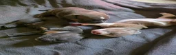 American Bully dogs for sale: American Bully 2 - Ad 1