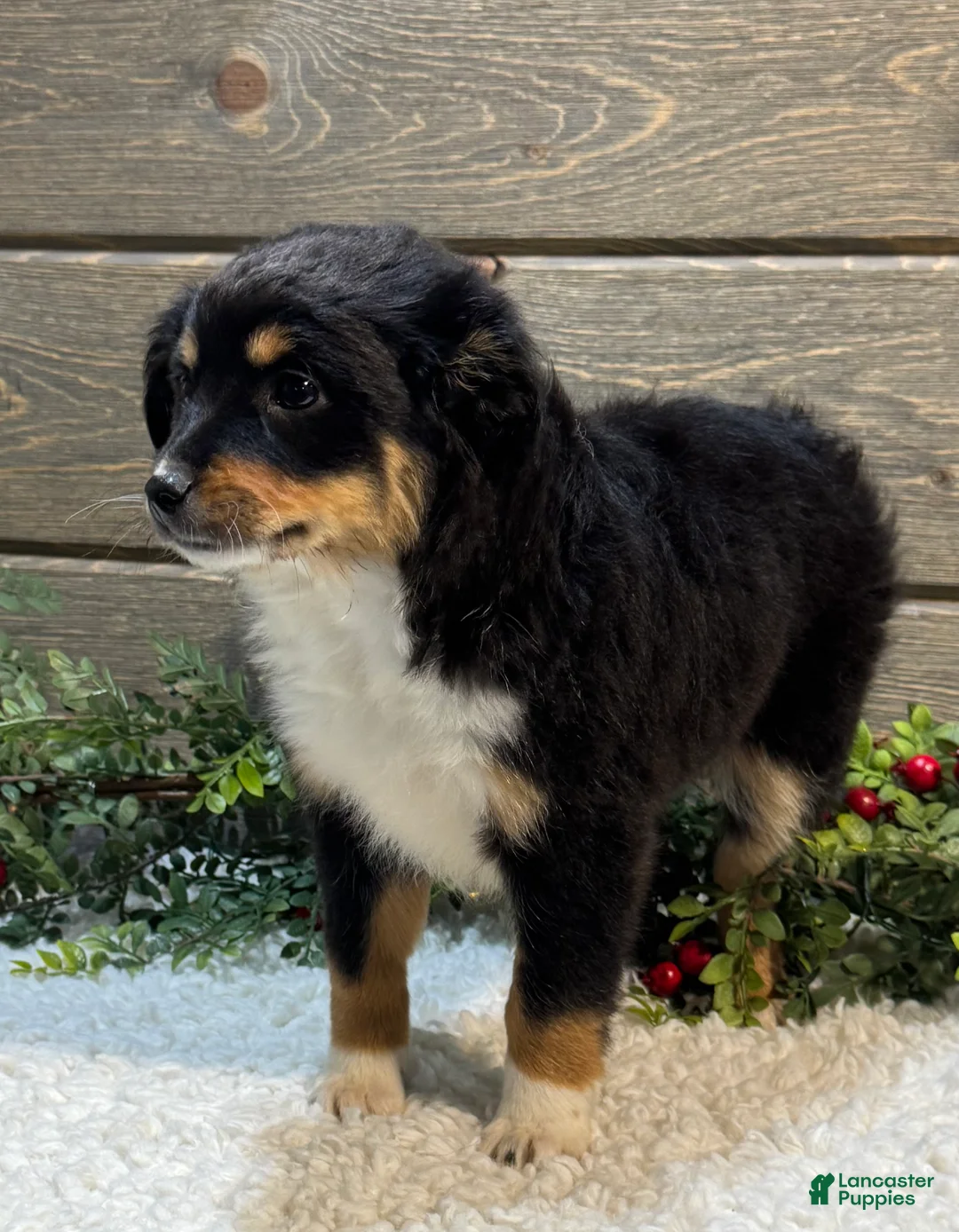 Australian Shepherd dogs for sale: Skye  - Ad 2