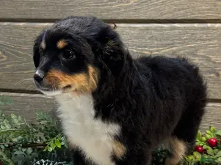 Australian Shepherd dogs for sale: Skye - Ad 2