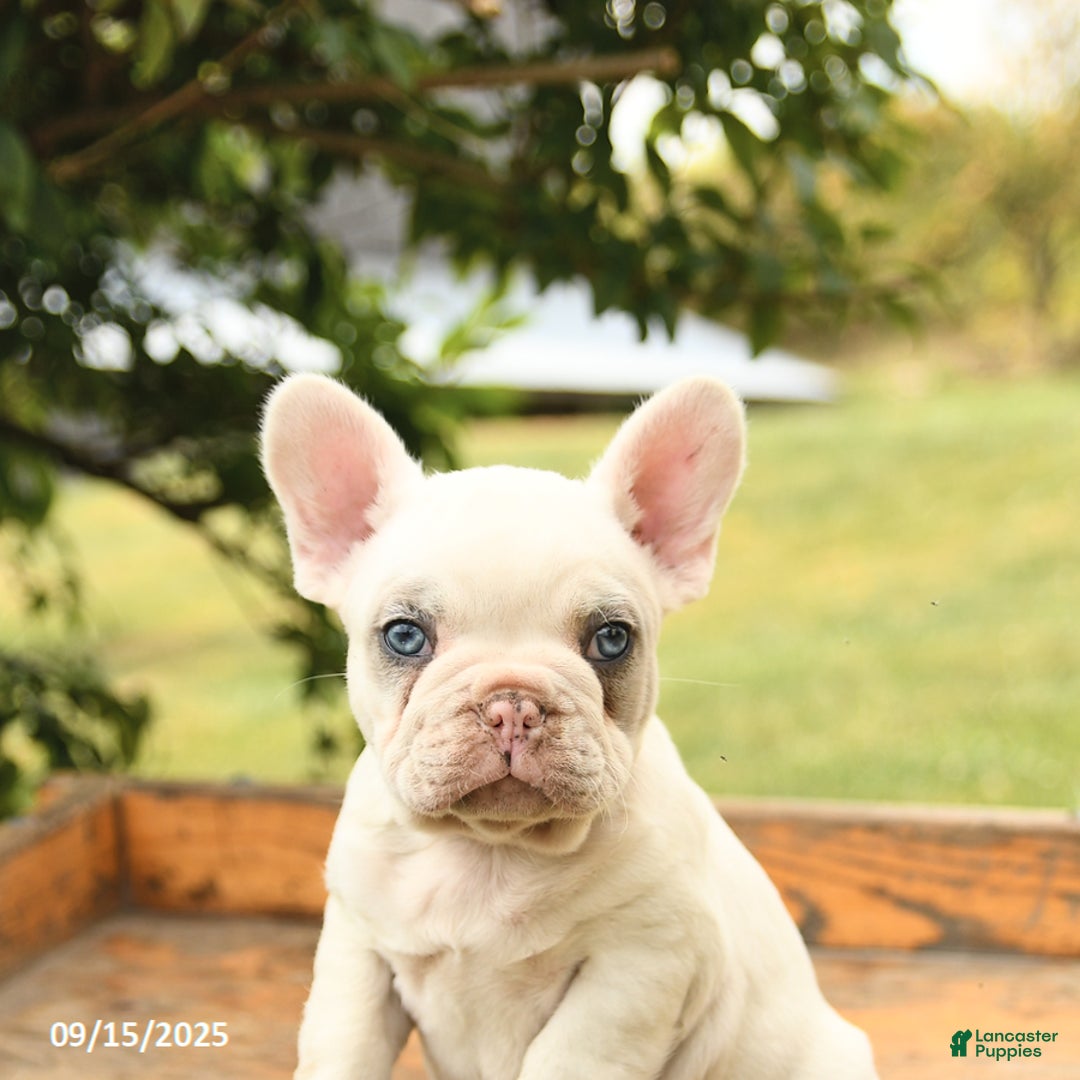 Cream Fawn White French Bulldog Lilac French Blue Cream French