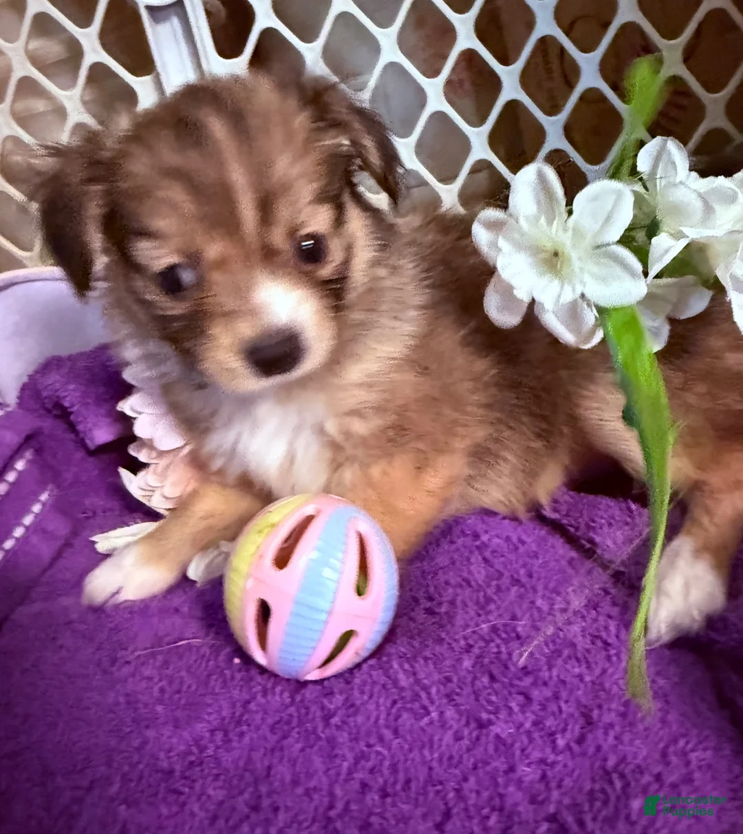 Mixed Breed dogs for sale: Mixed Breed 3 - Ad 2