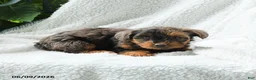 Yorkiepoo dogs for sale: Maika - Ad 3