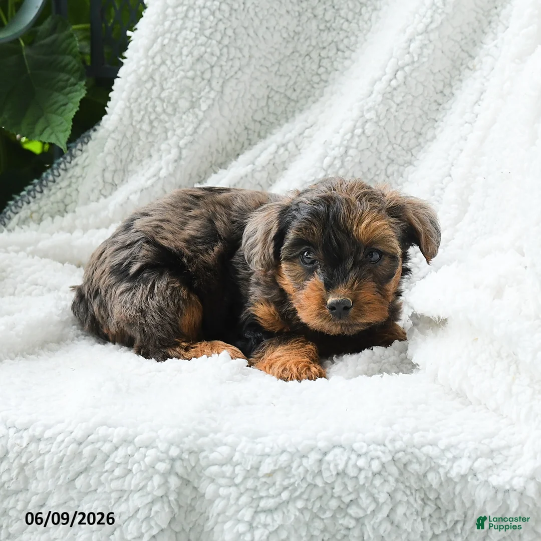 Yorkiepoo dogs for sale: Maika - Ad 3
