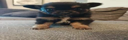 Pomeranian dogs for sale: Pomeranian 1 - Ad 3