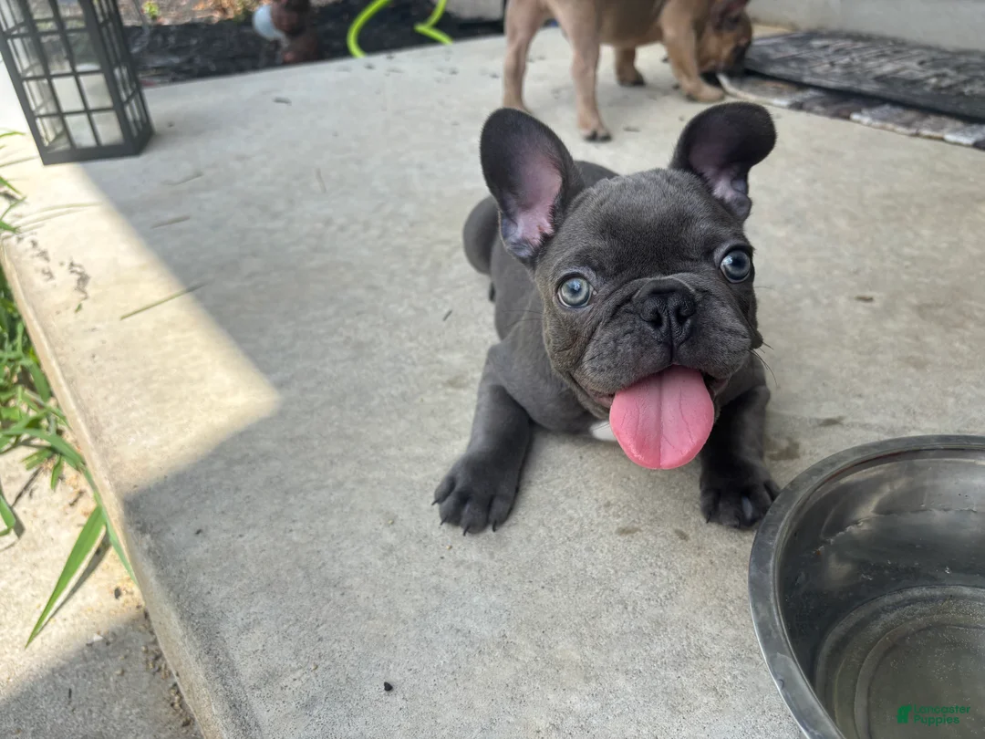 French Bulldog dogs for sale: French Bulldog Puppy 3 - Ad 2